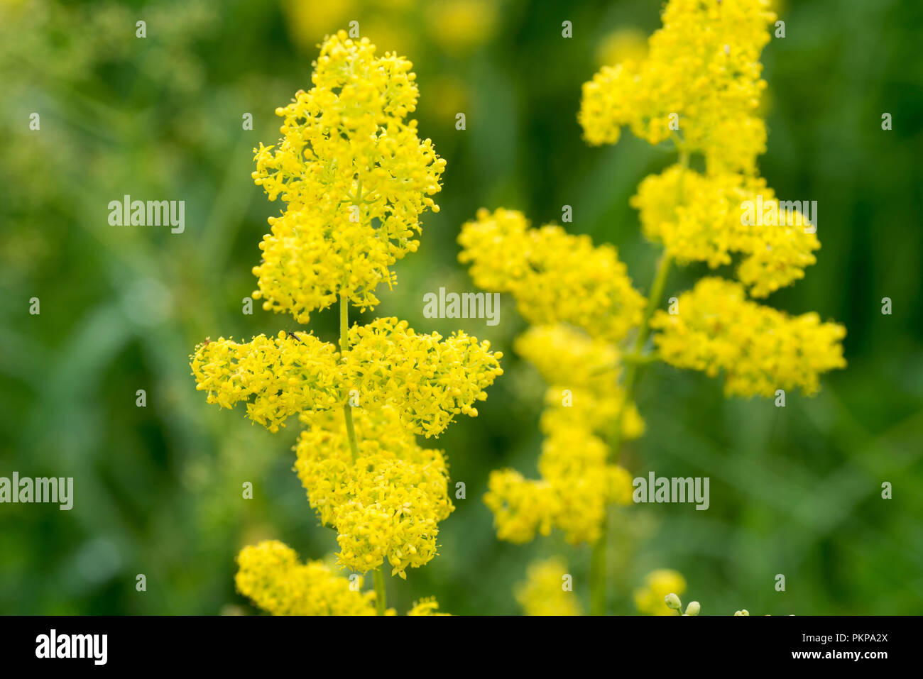 Galium verum, Lady's bedstraw o giallo bedstraw macro di fiori Foto Stock