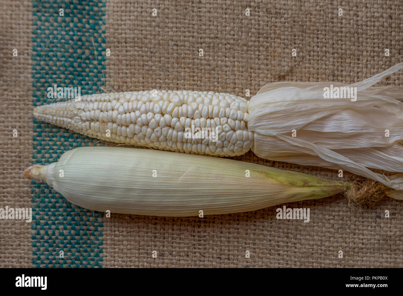 Mais indiano, orecchio di mais o granoturco farm, il verde fresco piante di mais sono in crescita, fiori, fagioli, frutta e prodotti di mais. Parte della produ agricoli Foto Stock