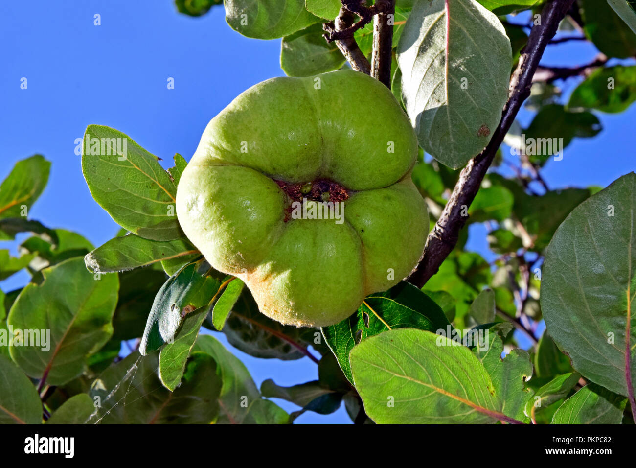 Una maturazione, giallo-verde mela cotogna con soffici peel appeso sull'albero nel sole laterali, visto da sotto contro il cielo blu Foto Stock