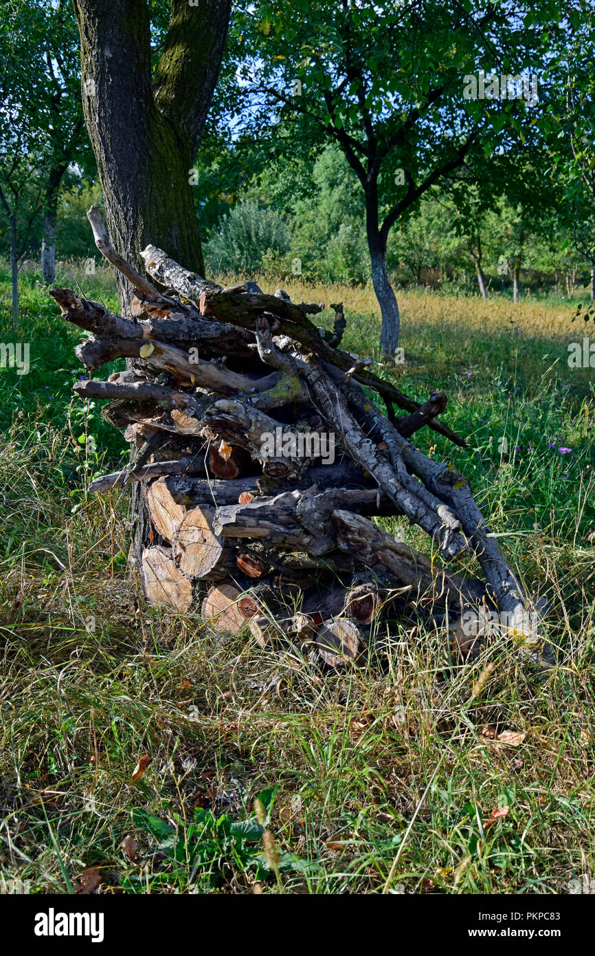 Un mucchio di legna tagliata dal secco a rami di alberi ammucchiati accanto al tronco di un albero in un frutteto Foto Stock