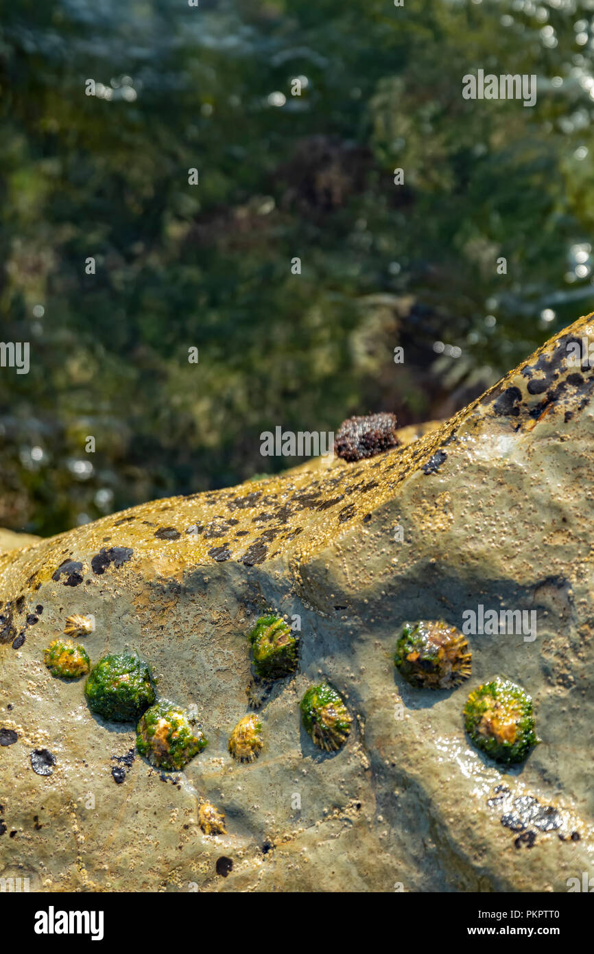 Oceanic piscine con alghe marine e rocce e vita marina. Visto da sopra. Foto Stock