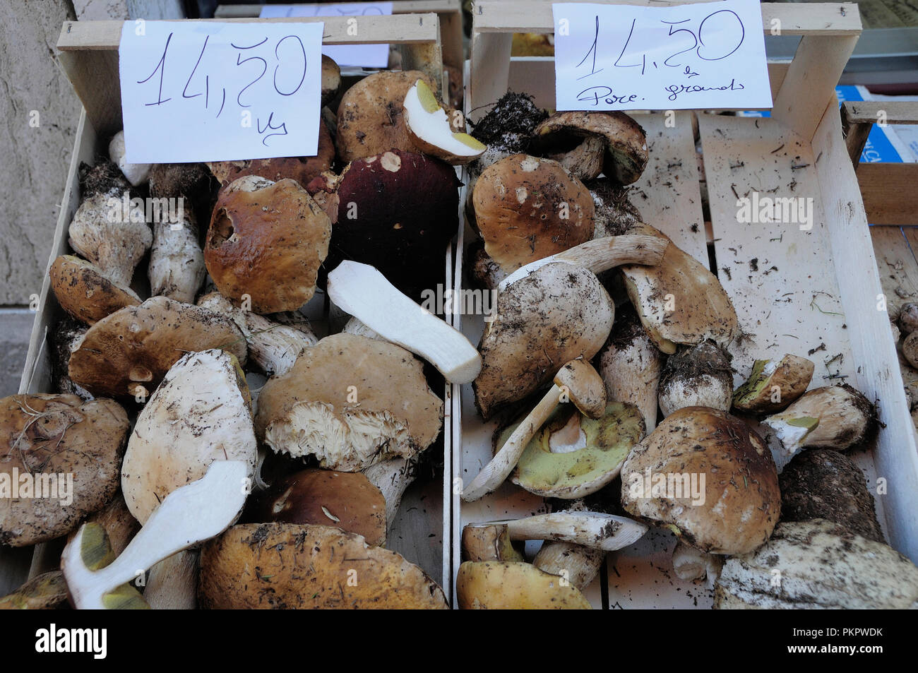 L'Italia, Lombardia, Iseo, la nuova stagione di funghi porcini. Foto Stock
