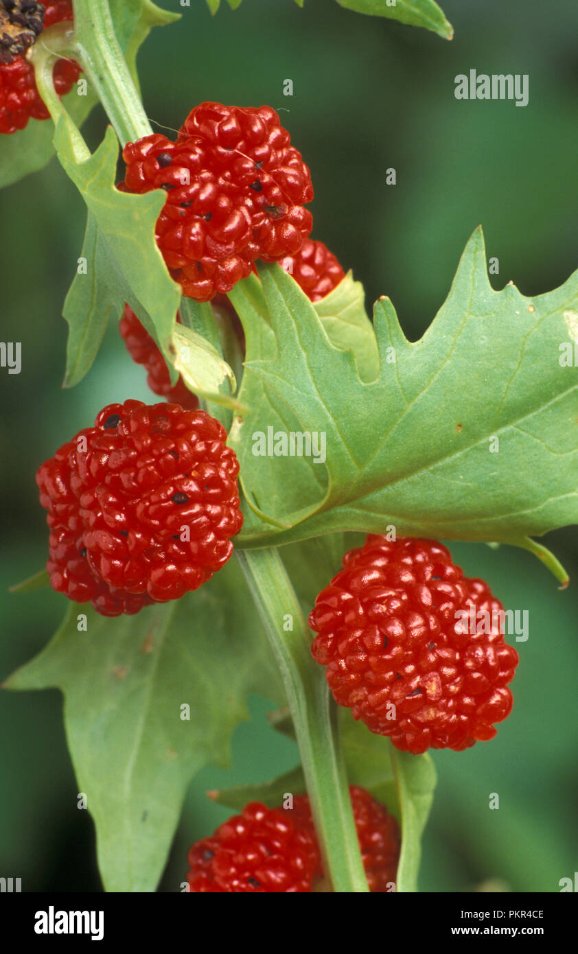 Fragola blite è commestibile pianta annuale, noto anche come blite goosefoot, fragola goosefoot, fragola spinaci, vernice indiano, e l'inchiostro di china. Foto Stock