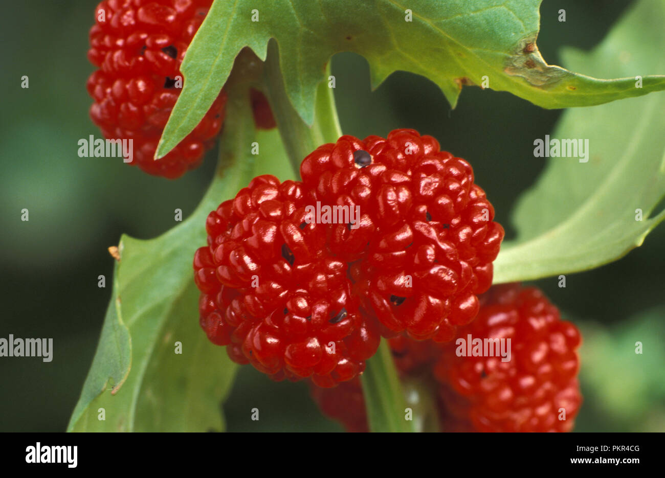 Fragola blite è commestibile pianta annuale, noto anche come blite goosefoot, fragola goosefoot, fragola spinaci, vernice indiano, e l'inchiostro di china. Foto Stock