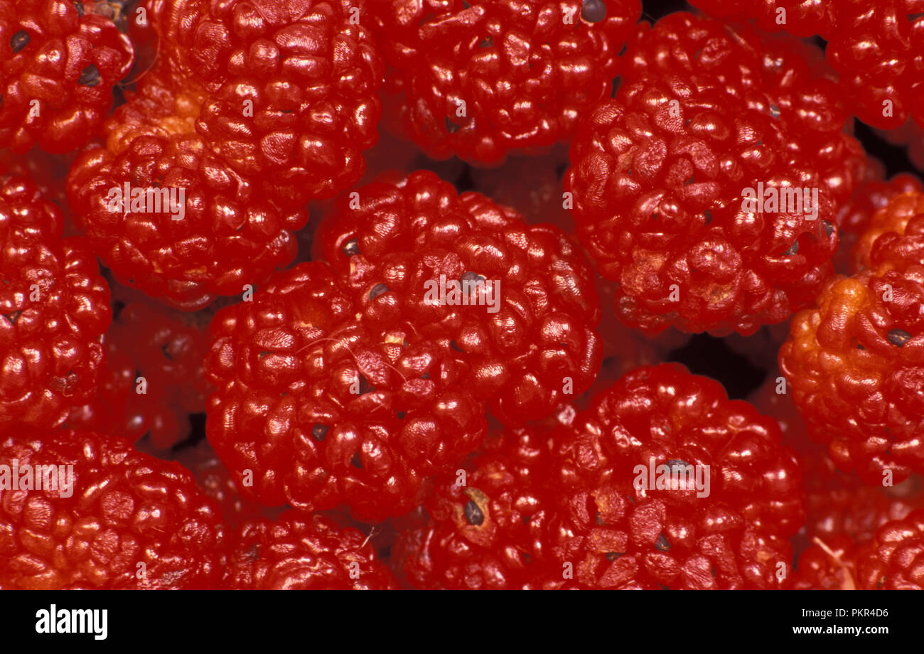 Fragola blite è commestibile pianta annuale, noto anche come blite goosefoot, fragola goosefoot, fragola spinaci, vernice indiano, e l'inchiostro di china. Foto Stock