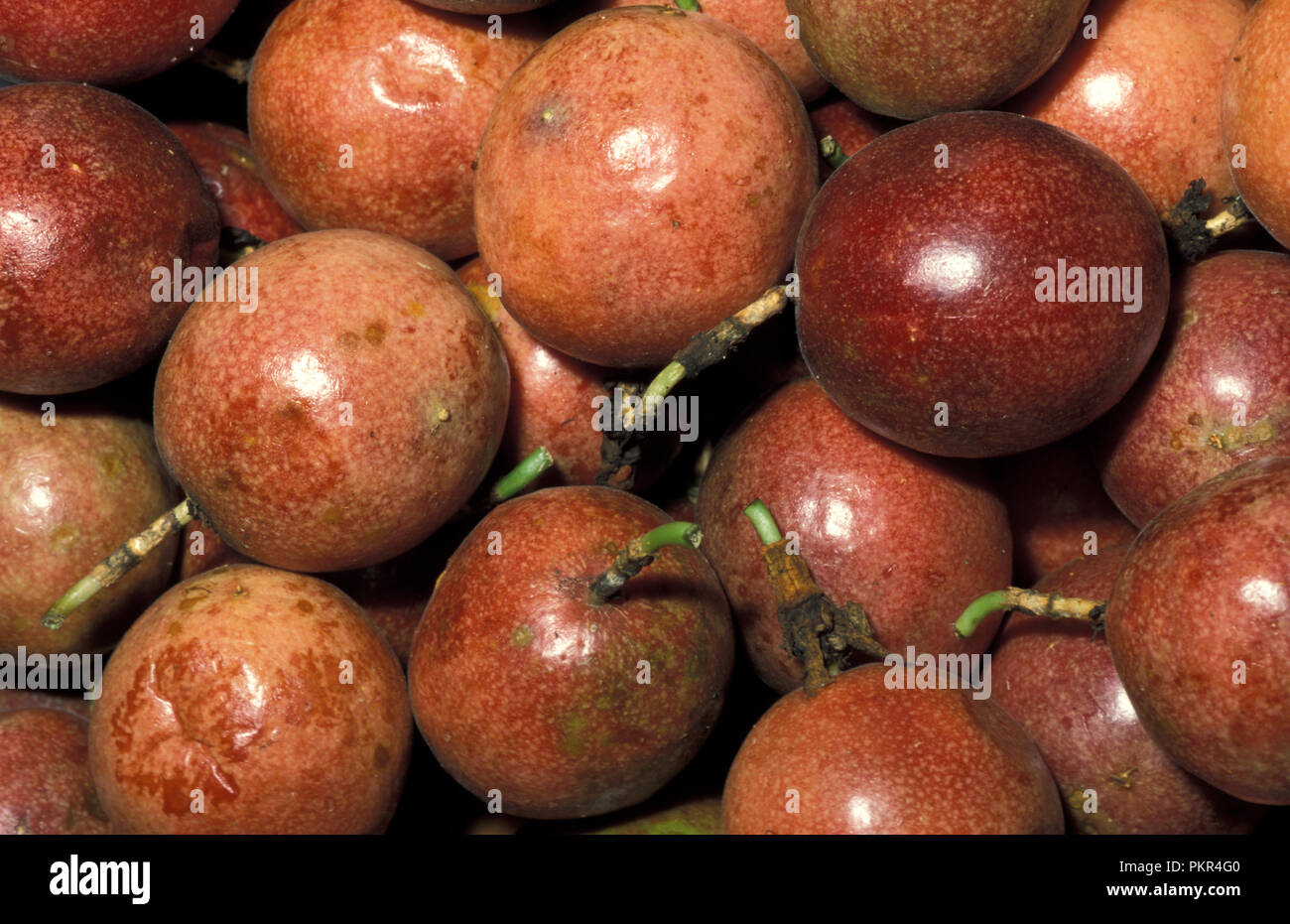 Di granadiglie (Passiflora edulis ibrido). Foto Stock