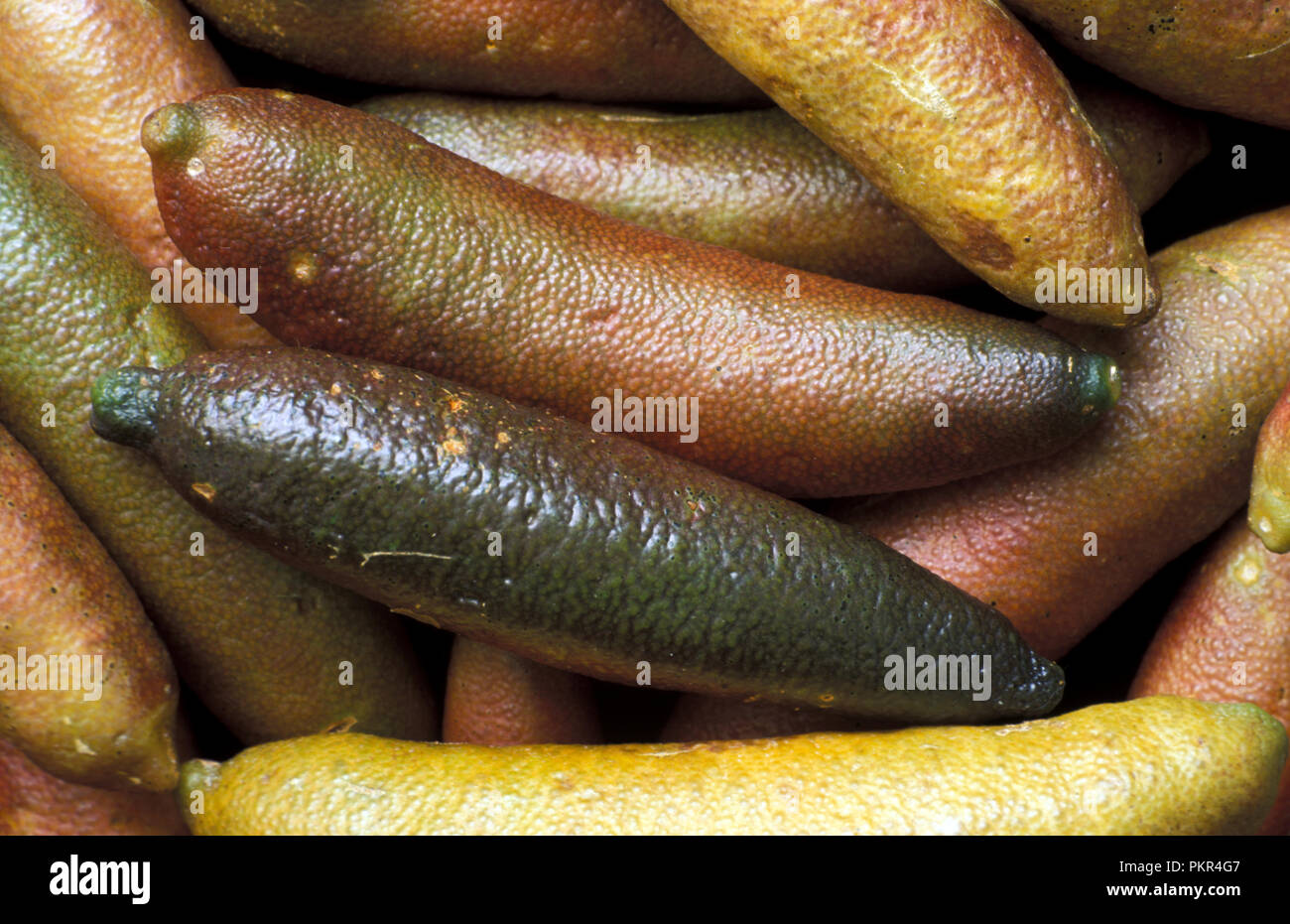 MIETITURA DI LIME DI DITO FRESCO (MICROCITRUS AUSTRALSICA) NOTO ANCHE COME LIME DI CAVIALE. Foto Stock