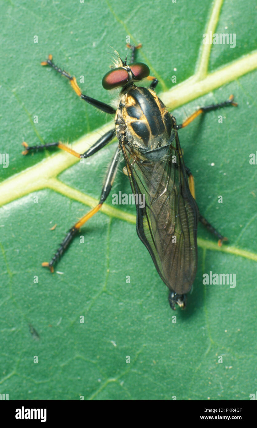 PRIMA PIANURA DI UNA MOSCA ASSASSINA (ASILIDAE) DIPTERA. BRACHYCERA NOTA ANCHE COME MOSCA ASSASSINA O MOSCA STILETTO IN RIPOSO SULLA FOGLIA DI UNA PIANTA. AUSTRALIA. Foto Stock