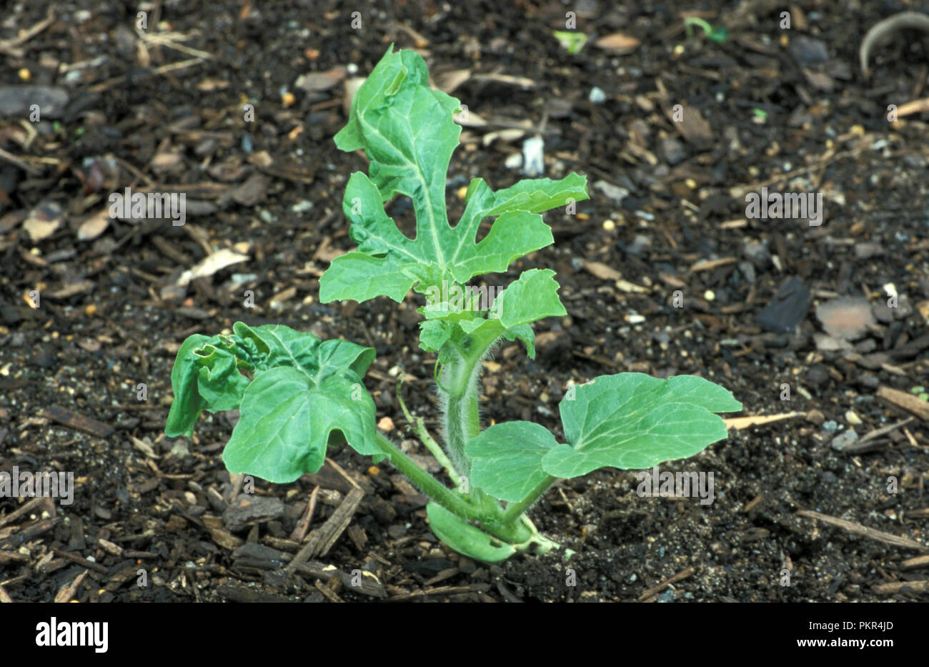 Afide danni al cocomero Seedling " paese " dolce foglie Foto Stock