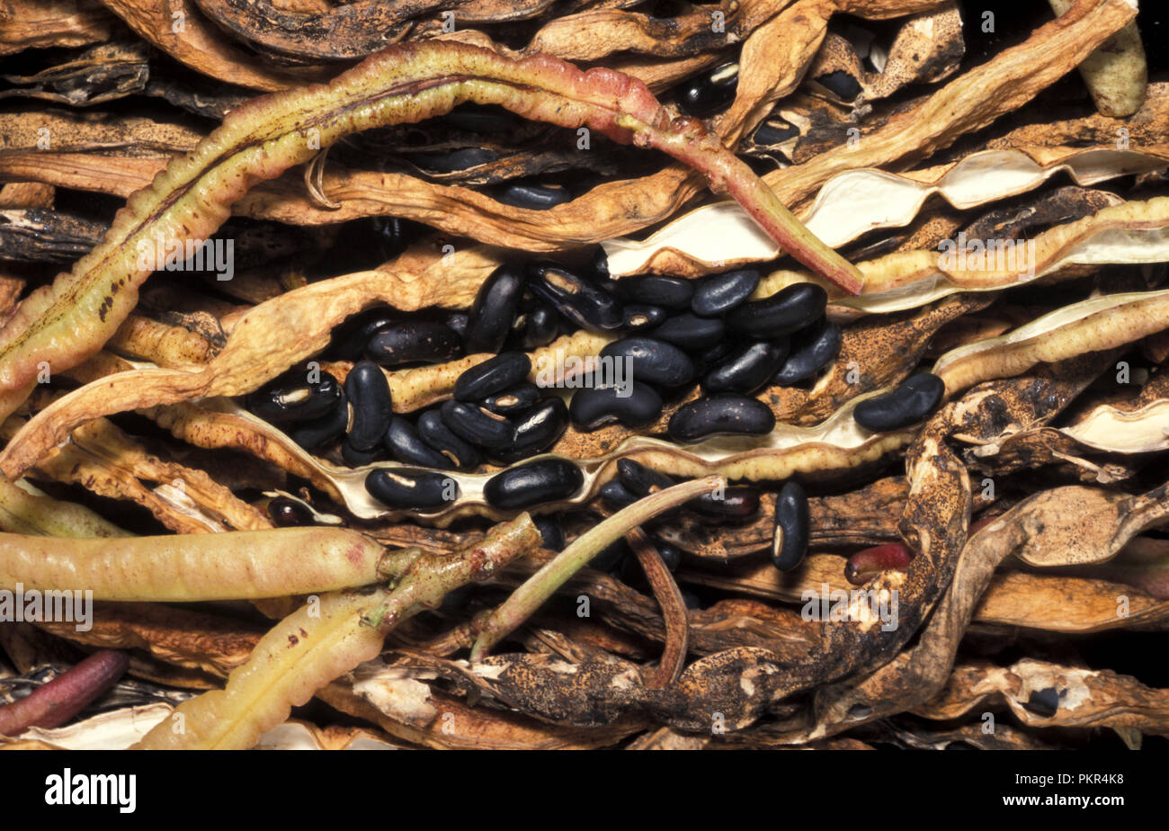 Fagiolo di serpente 'YARDLONG ARRAMPICATA' Vigna unguiculata SSP FLEXUOSUS Foto Stock