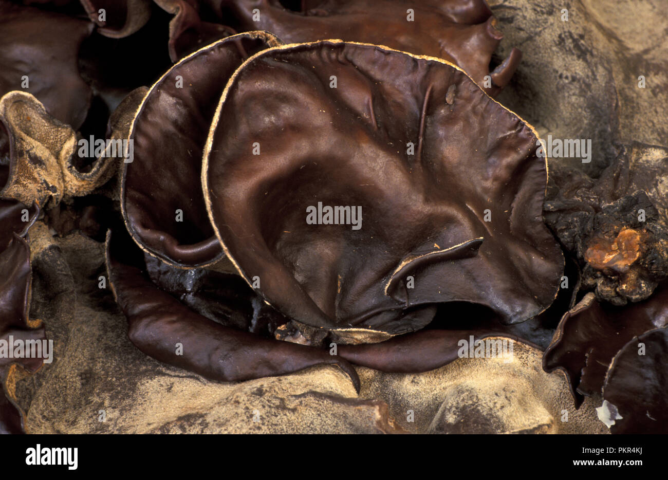 Fungo nero (legno orecchio fungo) AURICULARIA POLYTRICHIA è una gelatina commestibile fungo. Foto Stock