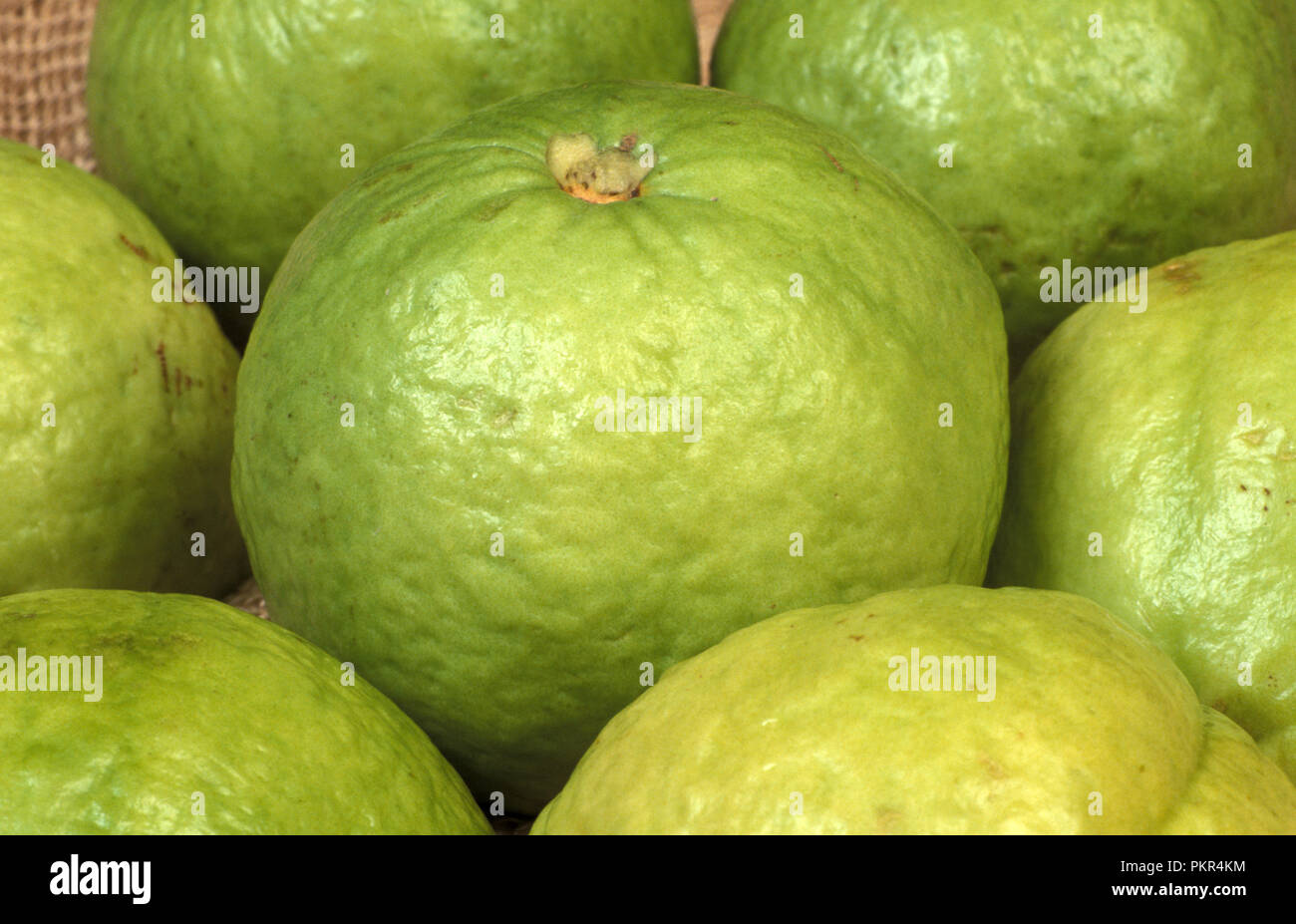GUAVA INDIANA (PSIDIUM GUAJAVA) APPENA RACCOLTA (A POLPA BIANCA) ''ALBA' Foto Stock