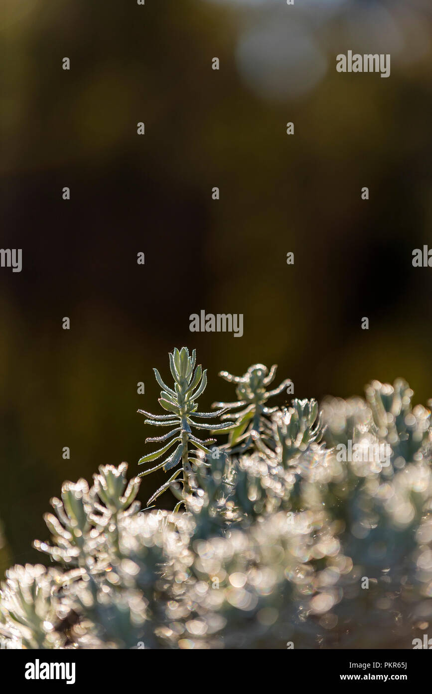 Un impianto di Helichrysum visto nel Parco Nazionale Nyanga dello Zimbabwe. Foto Stock