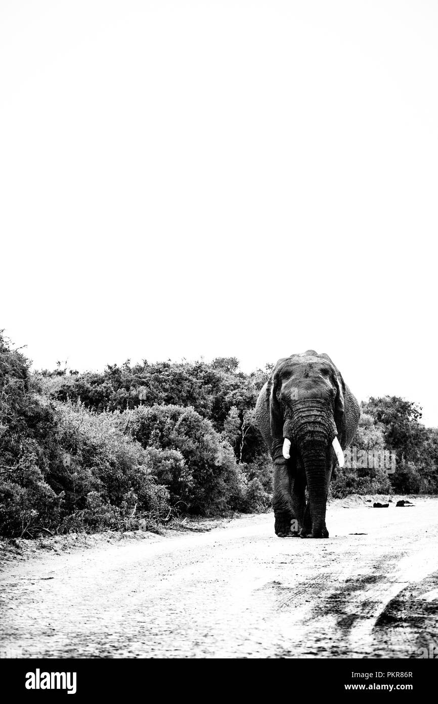 Elephant a piedi giù per la strada nel campo. Foto Stock