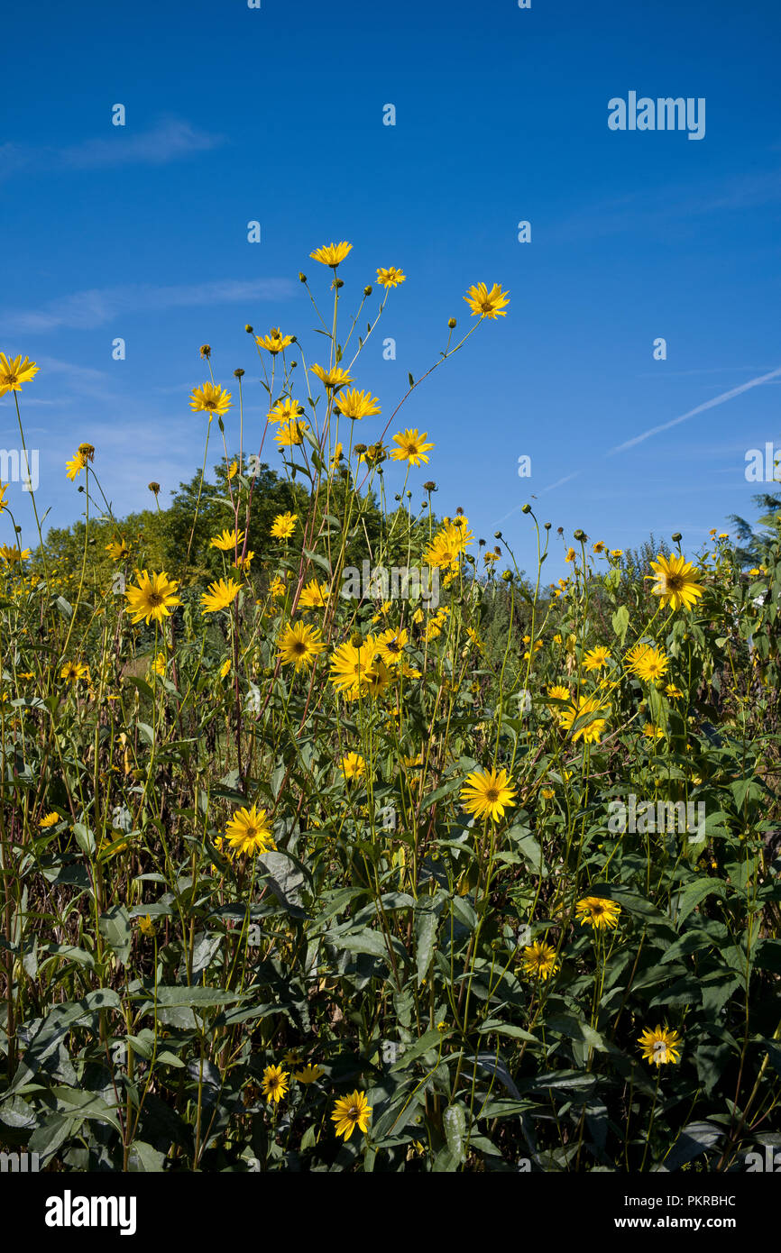 Il giallo dei girasoli con gli insetti impollinatori in Lexos, parte del comune di Varen, Tarn et Garonne, Occitanie, Francia in autunno sunshine Foto Stock