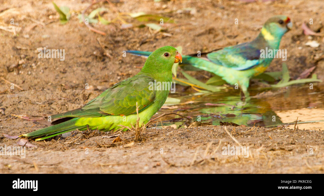 Femmina verde rosso australiano-winged parrot Aprosmictus erythropterus con anello a collo di pappagallo riflessa in una pozza d'acqua nell'outback NSW Foto Stock