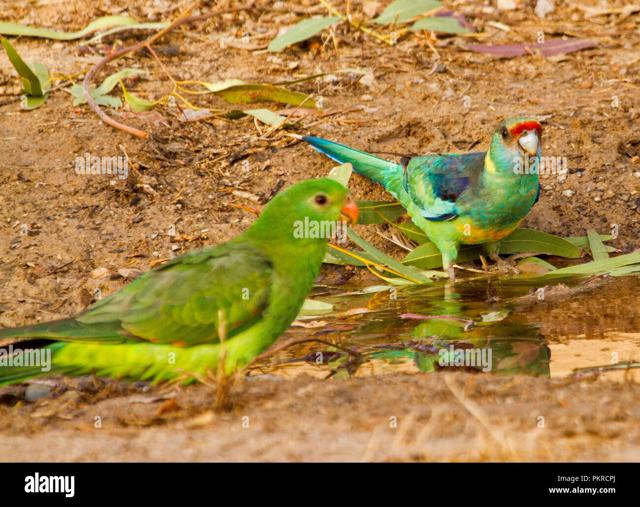 Anello australiano colli Barnadius pappagallo zonarius con connettore femmina rosso-winged parrot, nel selvaggio, accanto e si riflette in una pozza d'acqua nell'outback NSW Foto Stock