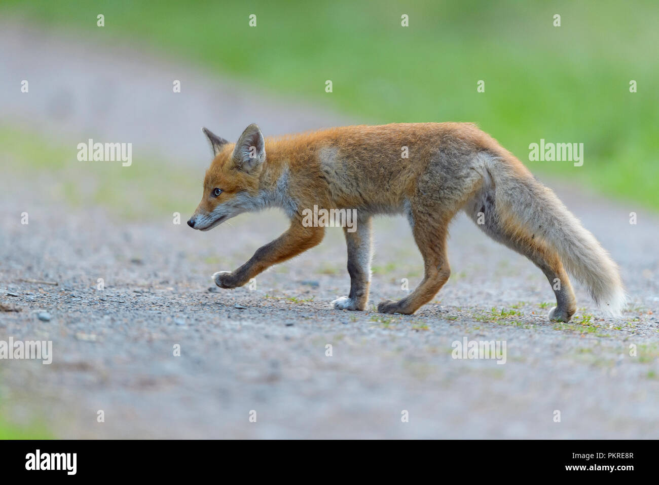 Red Fox, vulpes vulpes, giovane volpe, Germania, Europa Foto Stock