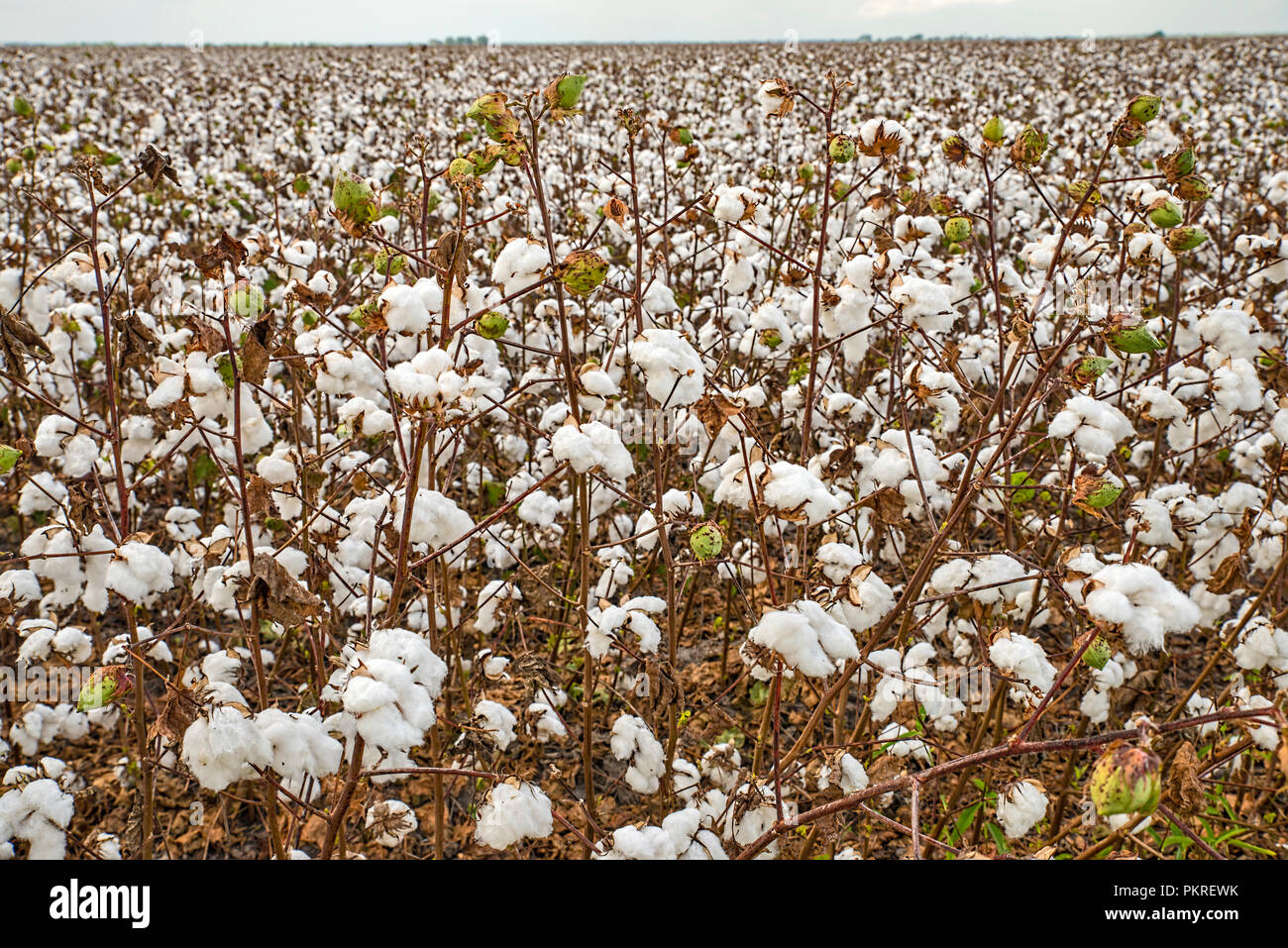 Campo di cotone vicino a Bay City, Texas, Stati Uniti d'America Foto Stock