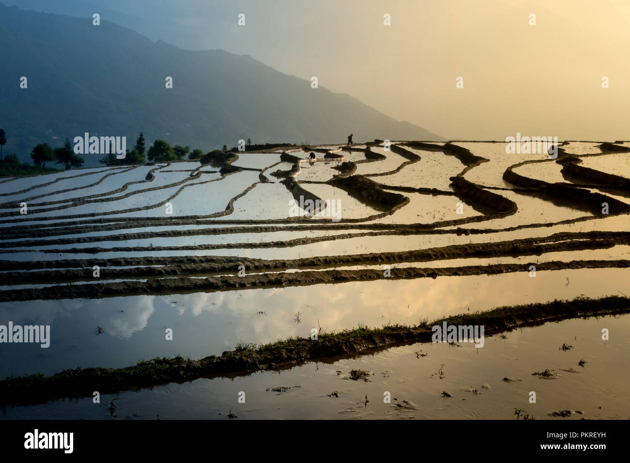 L'immagine è bella come la pittura a olio di campo a schiera in um Cang Chai in Yen Bai Provincia, Vietnam Foto Stock