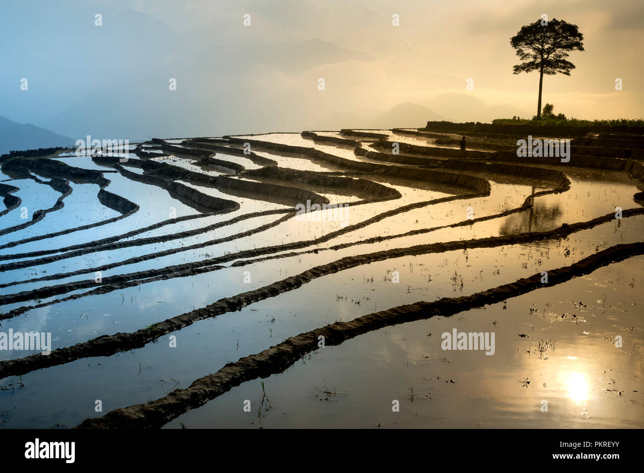 L'immagine è bella come la pittura a olio di campo a schiera in um Cang Chai in Yen Bai Provincia, Vietnam Foto Stock