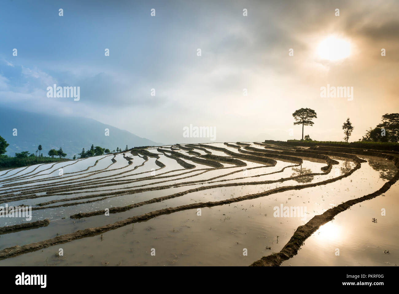 L'immagine è bella come la pittura a olio di campo a schiera in um Cang Chai in Yen Bai Provincia, Vietnam Foto Stock