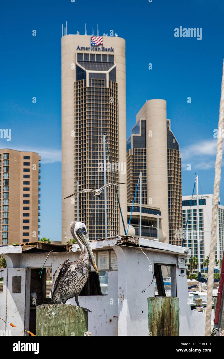 Pelican, seagull in barca da gamberetti al Corpus Christi Marina, centro di torri dietro il Corpus Domini, Texas, Stati Uniti d'America Foto Stock
