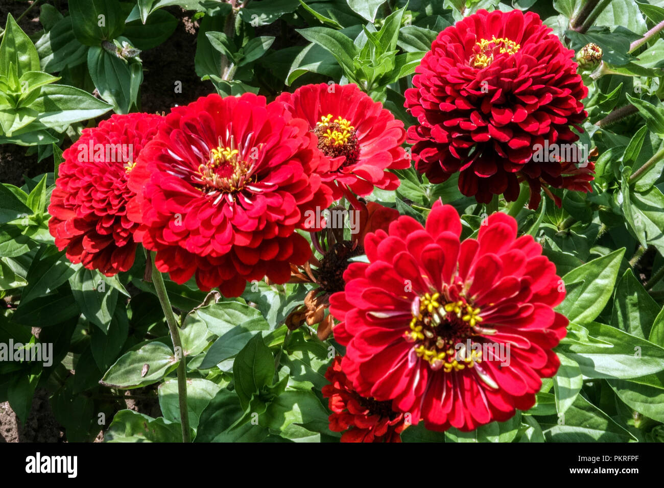 Fiori di Zinnie rosse Zinnia 'Scarlet Flame', zinnie con letto di fiori in giardino Foto Stock