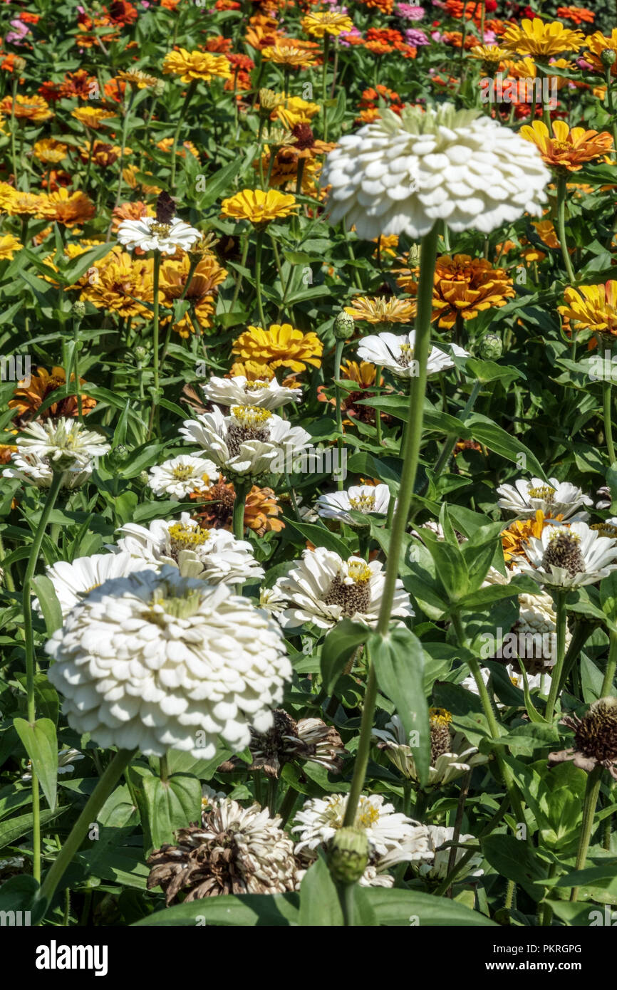 White Zinnia, mix Zinnias Foto Stock