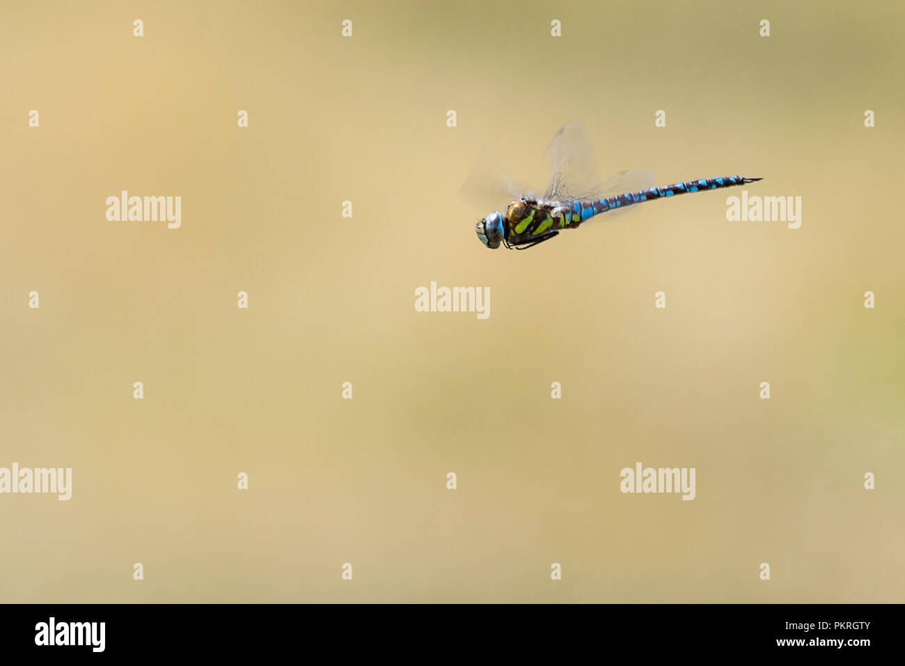 Southern hawker (Aeshna cyanea) dragonfly in volo con ampie strisce verdi sul torace e maschio blu marcature. Foto Stock