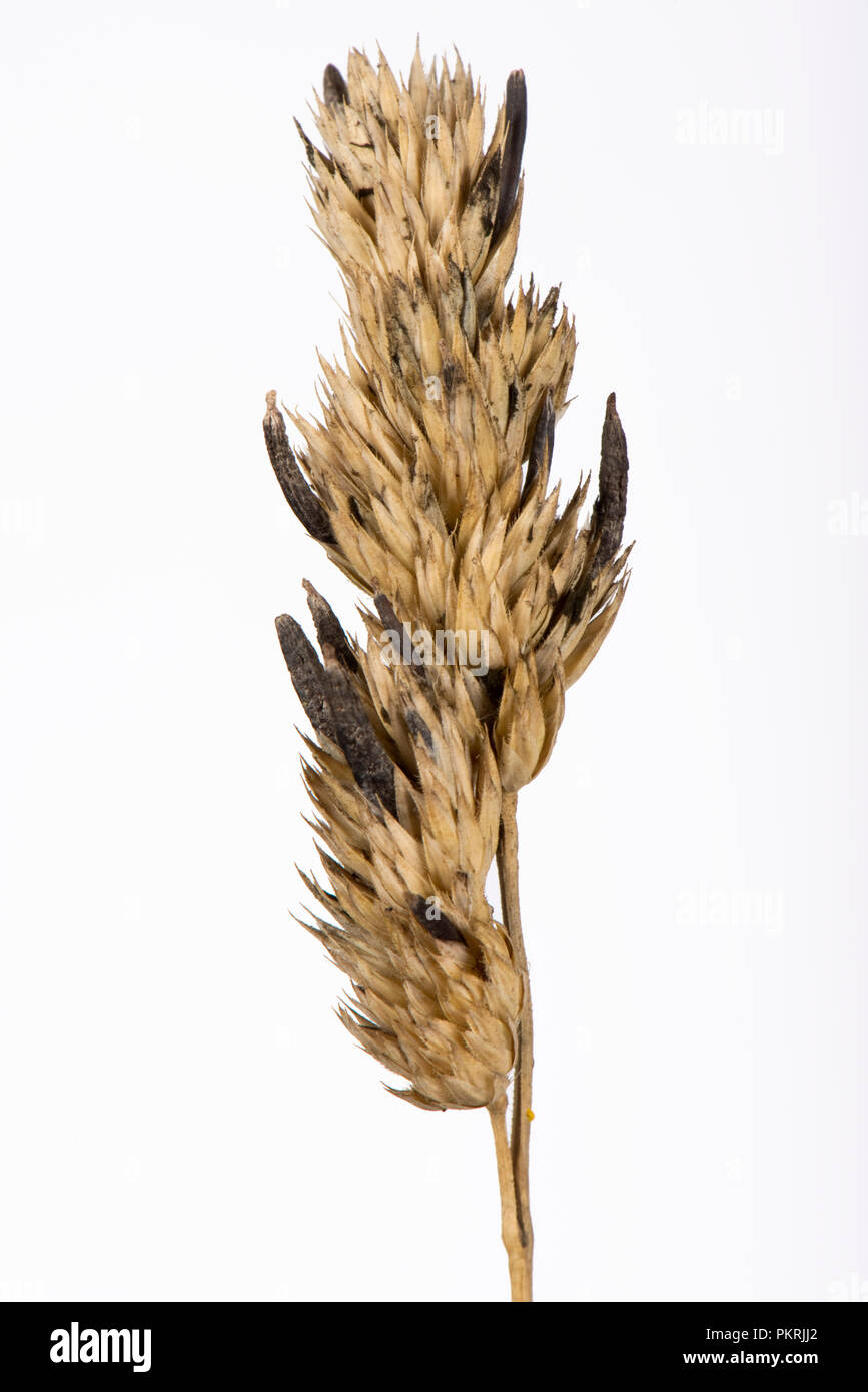 La segala cornuta, Claviceps purpurea, sclerozio su dactylis, Dactylis glomerata, seedhead nella tarda estate, Berkshire, Settembre Foto Stock