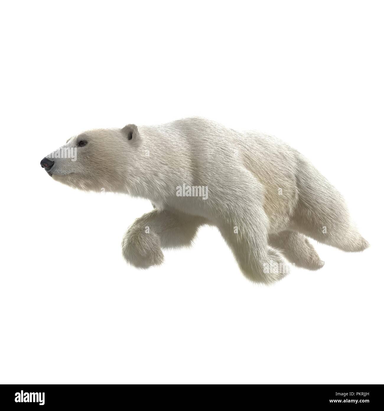 Grande maschio orso polare nuoto su un bianco. 3D illustrazione Foto Stock