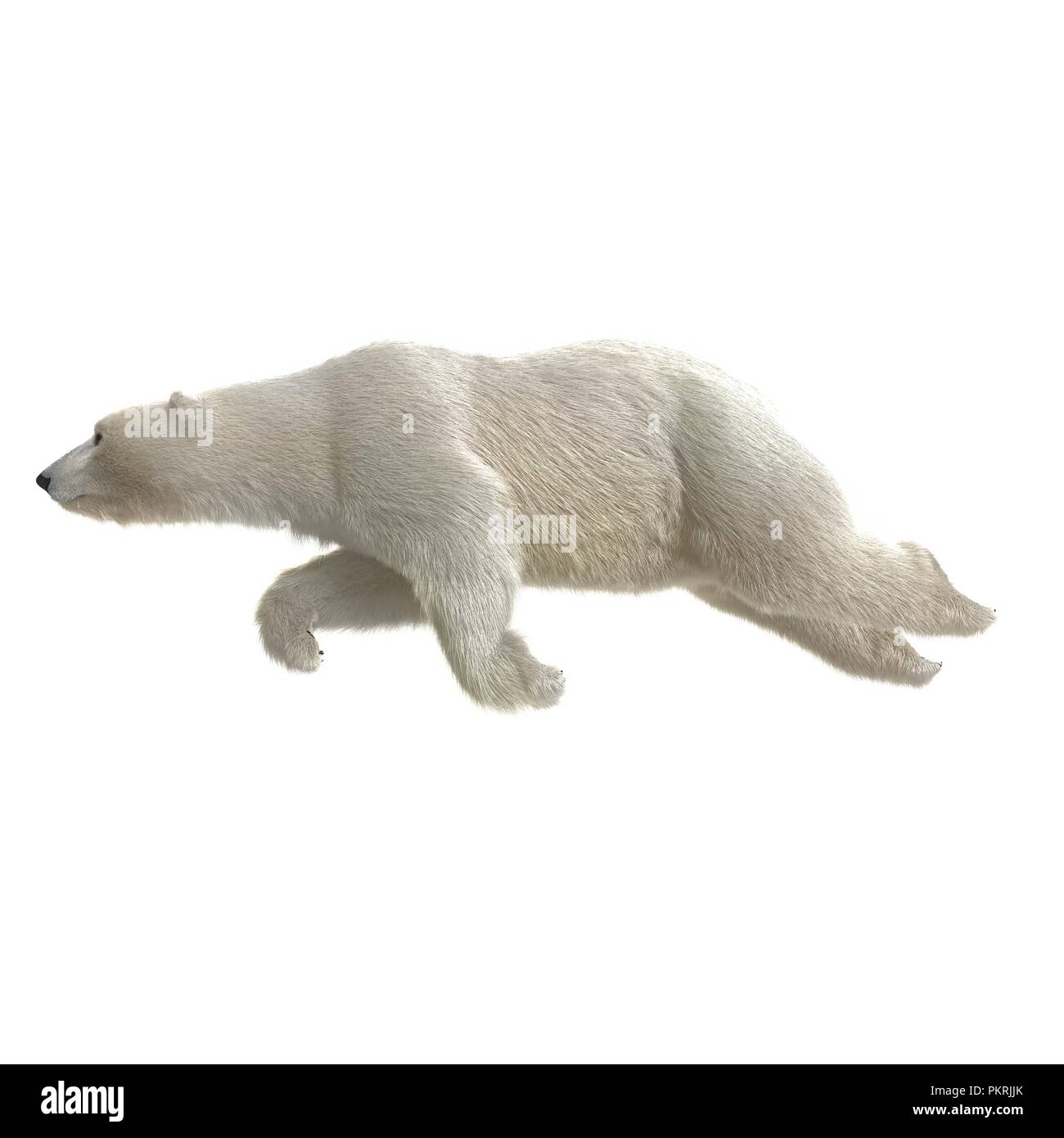 Grande maschio orso polare nuoto su un bianco. 3D illustrazione Foto Stock