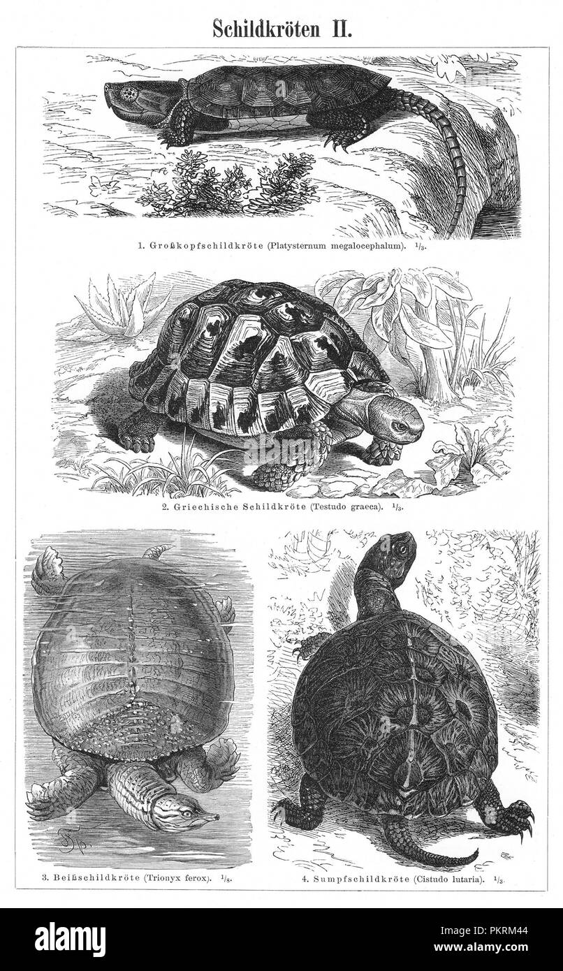 Tartaruga, tartarughe, rettili, antiche illustrazioni per libri, digitalizzato. Immagini contengono una serie di rettili, originariamente illustrata per enciclopedie del tardo ottocento. Foto Stock
