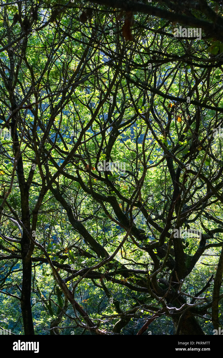Un groviglio di rami e foglie in un Peak District woodland Foto Stock