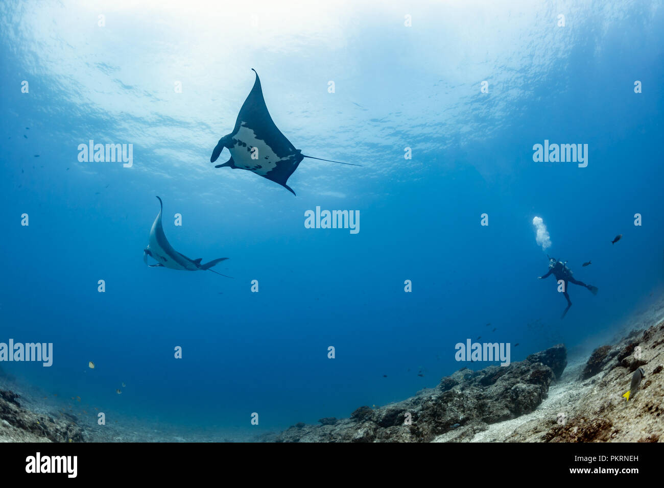 I subacquei con pacifico gigante mante, La Reina, Mare di Cortez (Manta birostris) Foto Stock