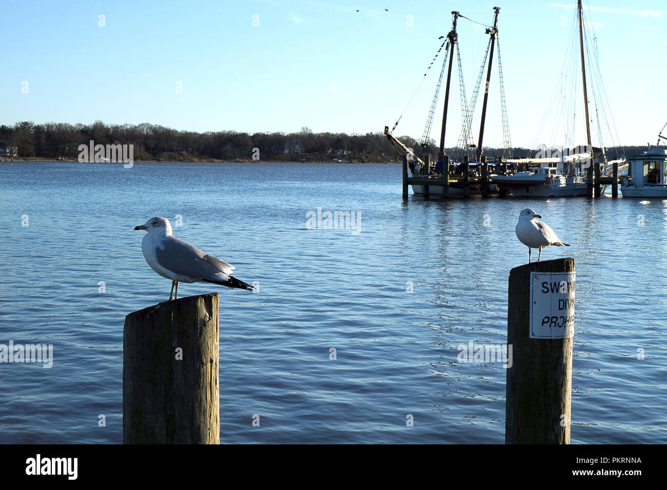 Fila di gabbiani appollaiati sulle paratie a marina in Chestertown, Maryland Foto Stock