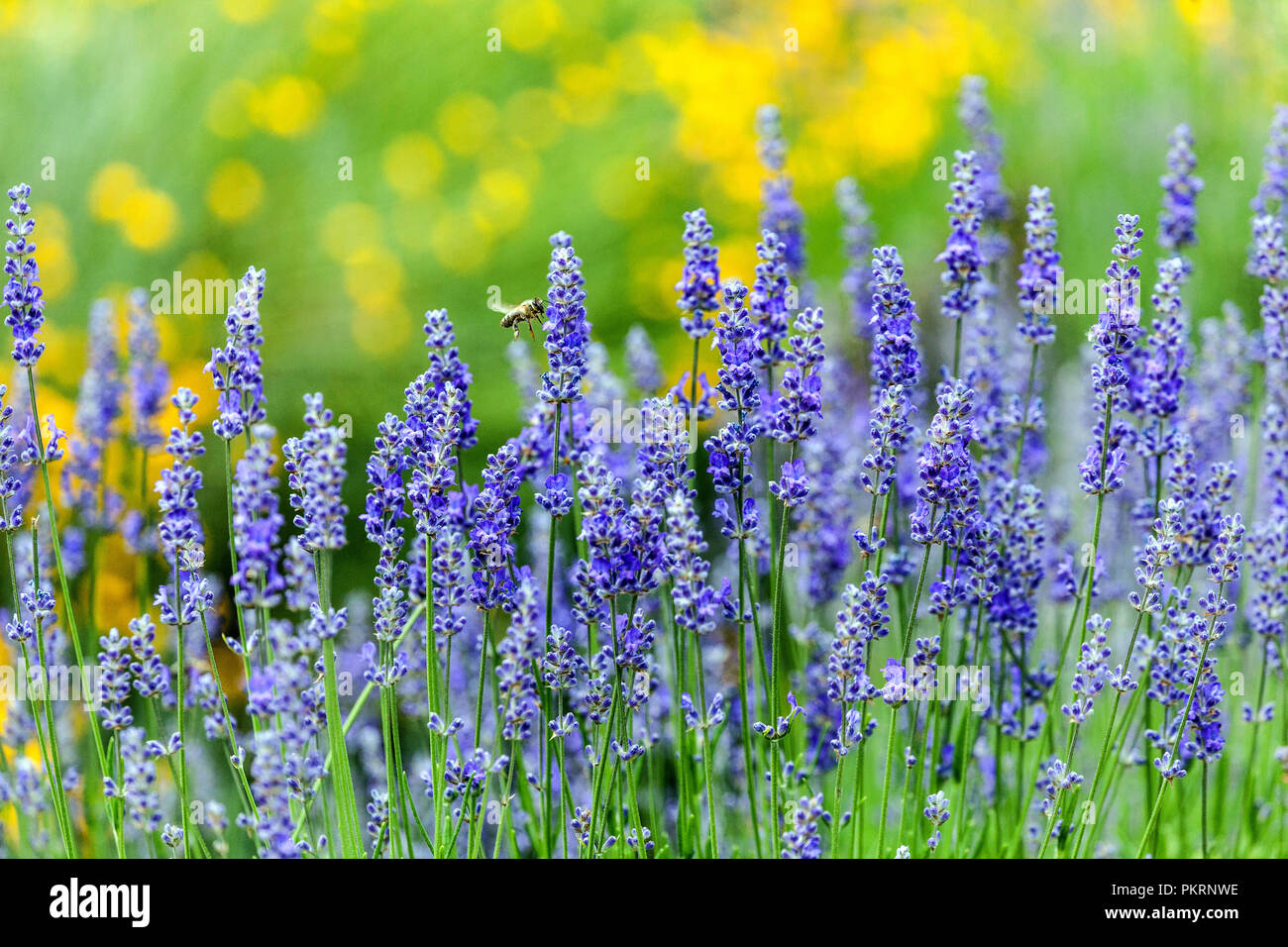 Lavanda, Lavandula angustifolia, bee Foto Stock