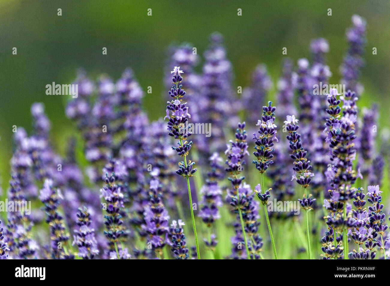 Lavanda, Lavandula angustifolia, close up Foto Stock
