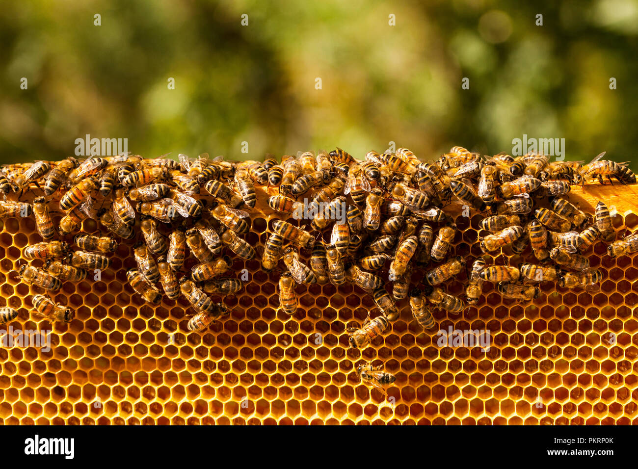 Le api di lavoro su honeycomb. Concetto di apicoltura. Cibo sano. Foto Stock
