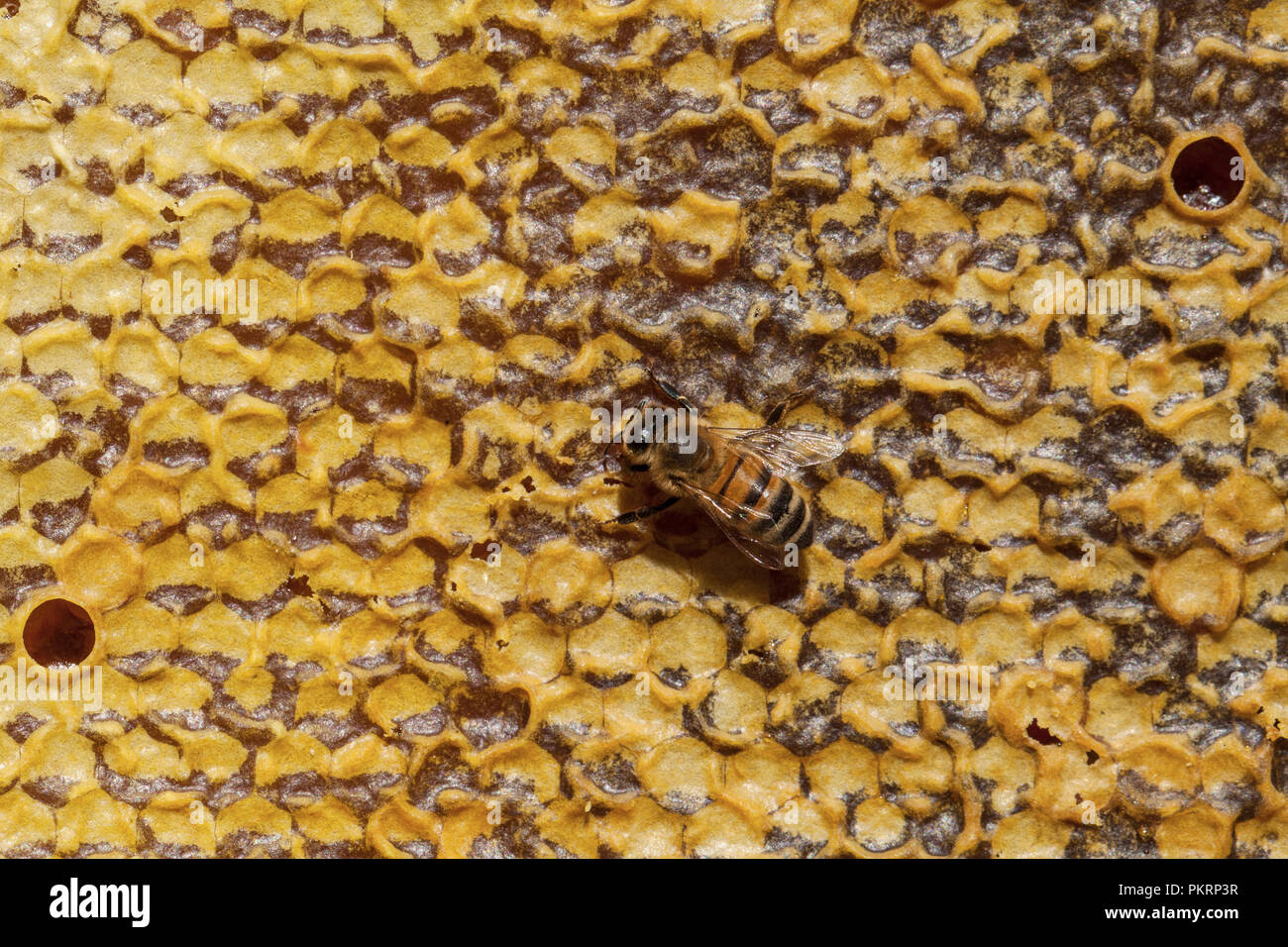 Le api di lavoro su honeycomb. Concetto di apicoltura. Cibo sano. Foto Stock