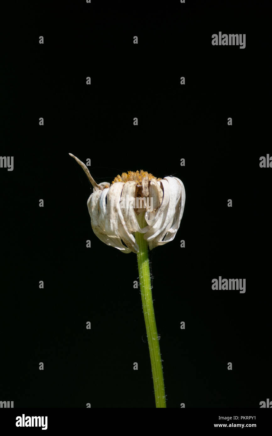 Oxeye daisy (Leucanthemum vulgare) fiore Foto Stock