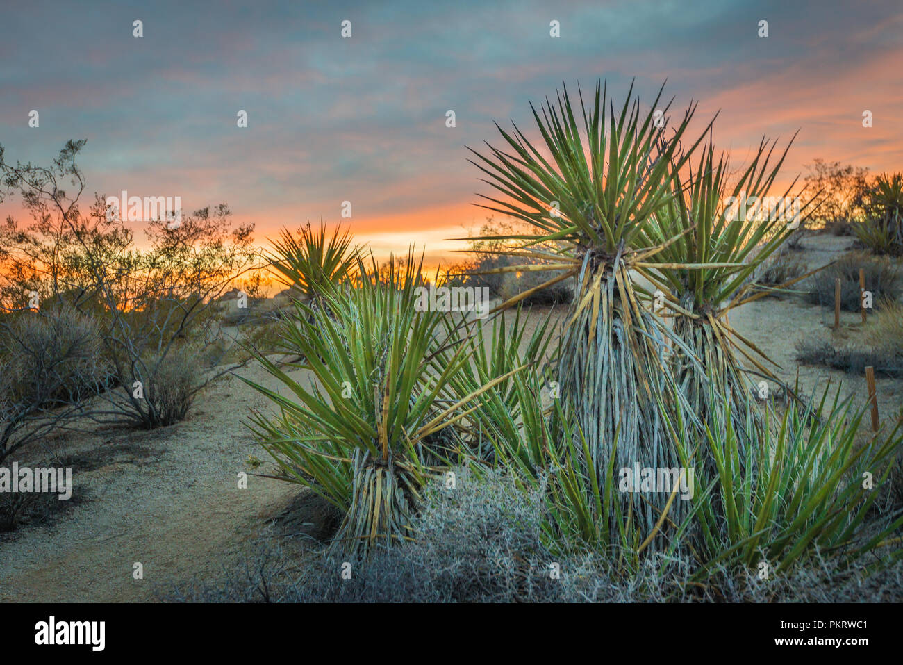 Tramonto a Joshua Tree National Park, California, Stati Uniti d'America su una piccola patch di giovani alberi di yucca Foto Stock
