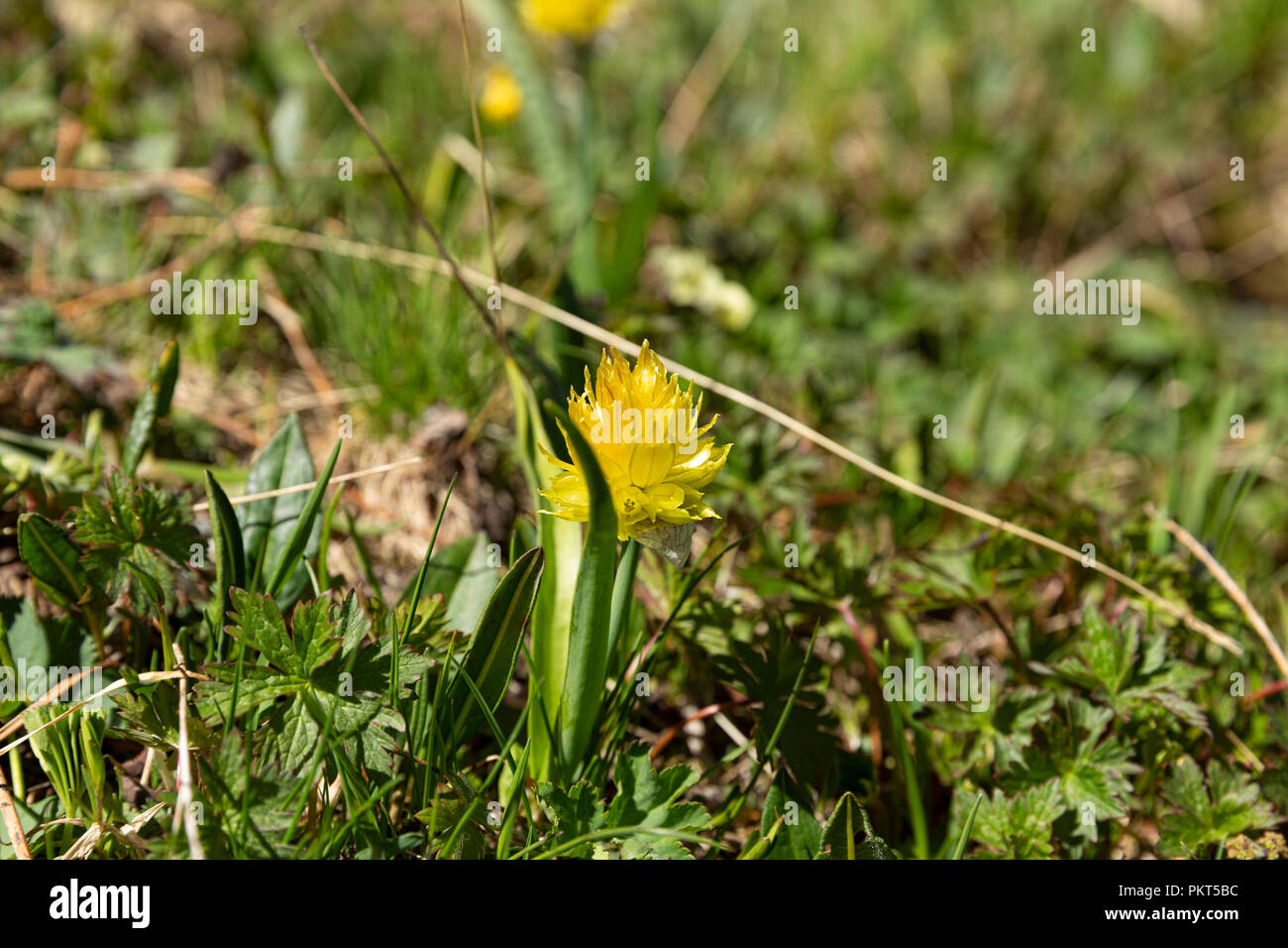 Fiori Selvatici del Kirghizistan in alta altitudine pascoli, Loop Keskenkyia trek, Jyrgalan, Kirghizistan Foto Stock