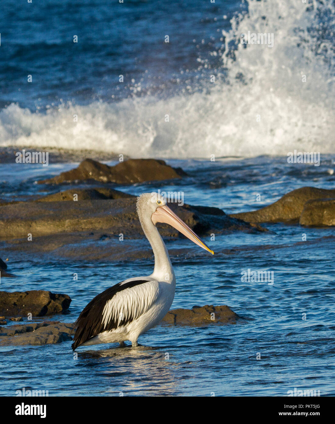 Australian Pelican Pelecanus conspicillatus guadare in acque blu dell'Oceano Pacifico come onde infrangersi su scogli nelle vicinanze in NSW Foto Stock