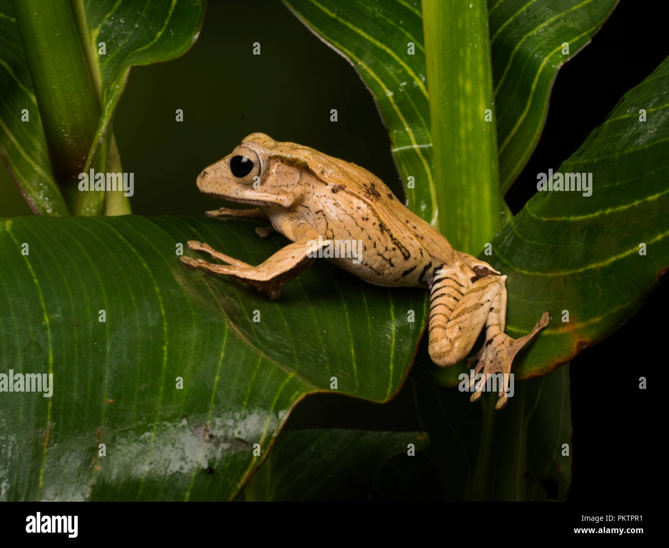 File-eared raganella, Borneo eared rana o osseo-intitolata flying frog, Polypedates otilophus Foto Stock
