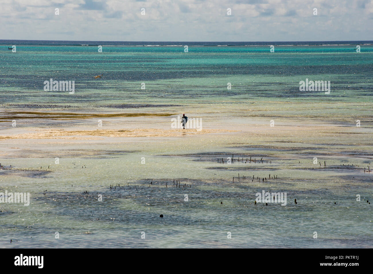 Zanzibar è un isola collegata alla Tanzania nell'Oceano Indiano. Un'isola del cielo con il mare turchese, vegetazione, pescatori e natura unica. Foto Stock