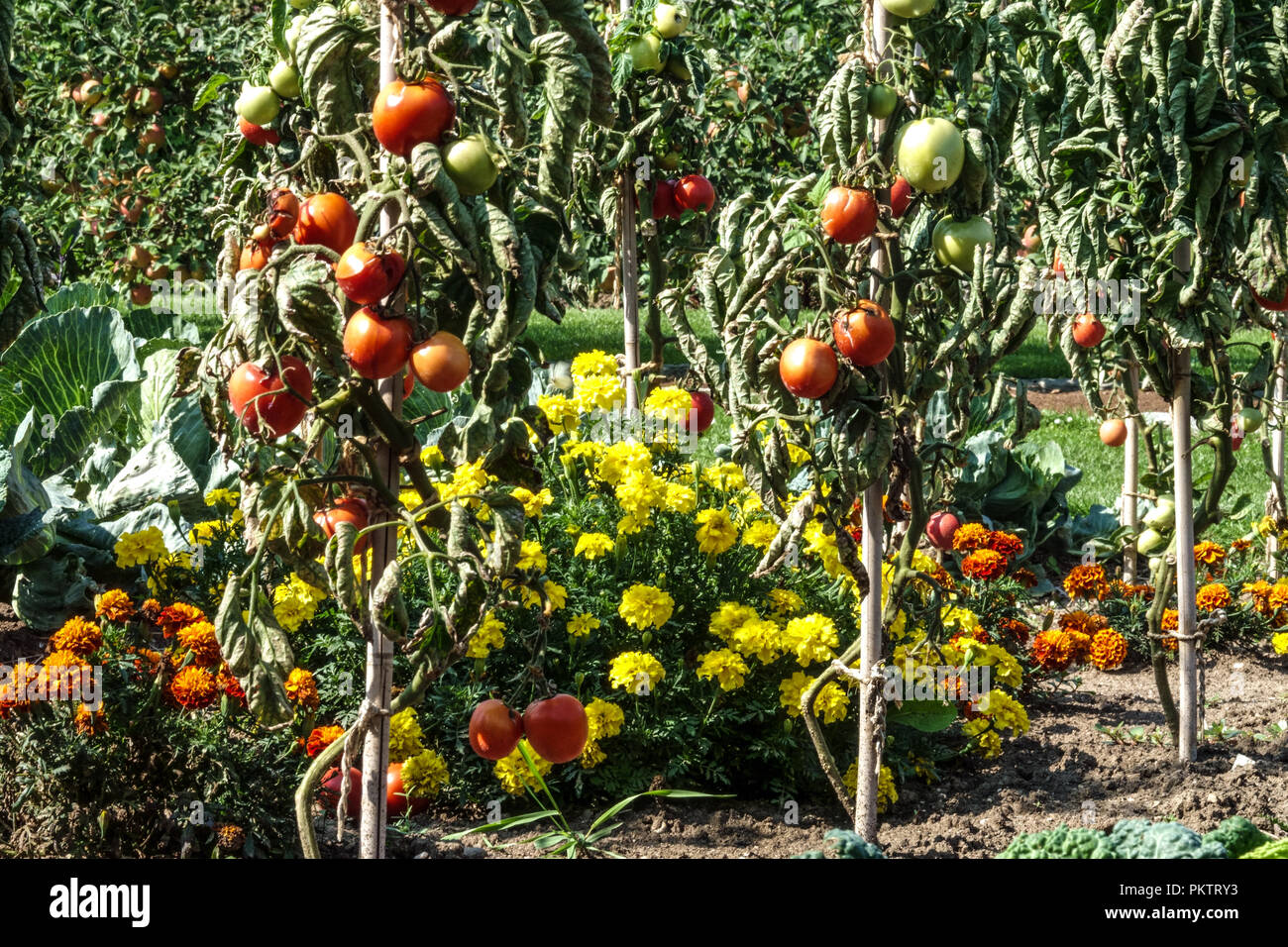 Tagete francese pomodori, maturazione Foto Stock