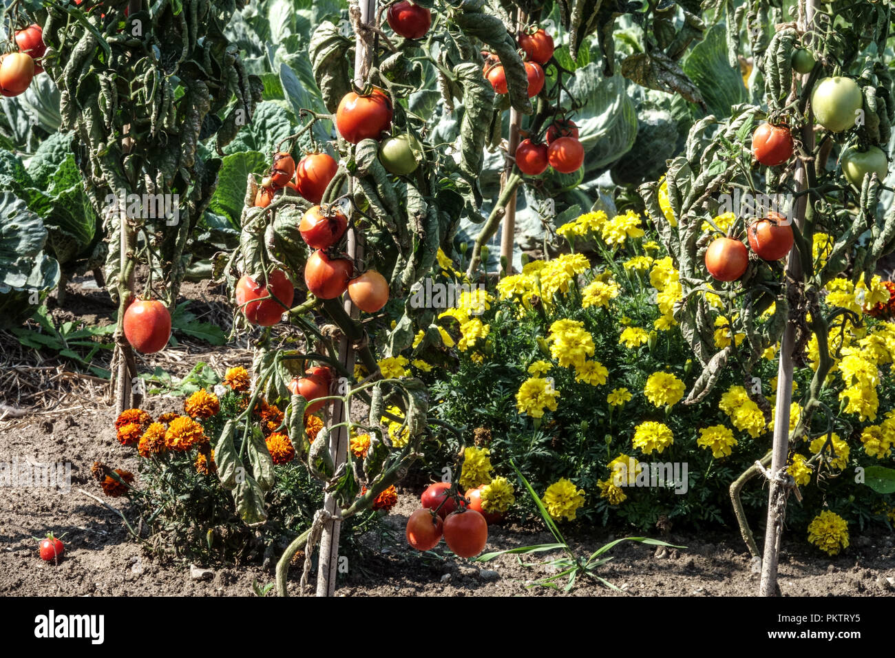 Pomodori, calendula, piante repellenti ai parassiti per la coltivazione dei pomodori Foto Stock