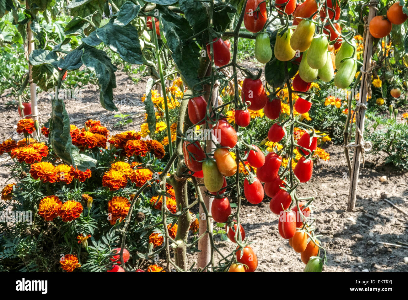 Pomodori maturi coltivati a vite, pomodori marigolenti francesi, pomodori sulla vite, tagetes erecta ortaggi Foto Stock
